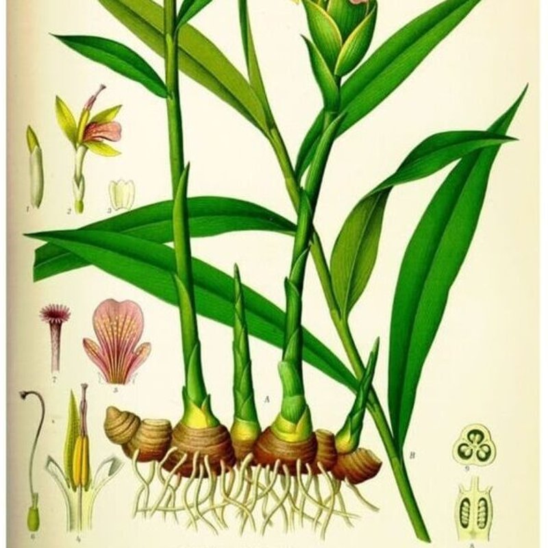 Gingembre, épice de la vitalité
